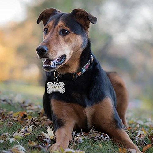 Didog Rhinestone Custom Pet Id Tags, Bone Shape,Free Engraved And Gifts,Bone Shape,White #TOP2