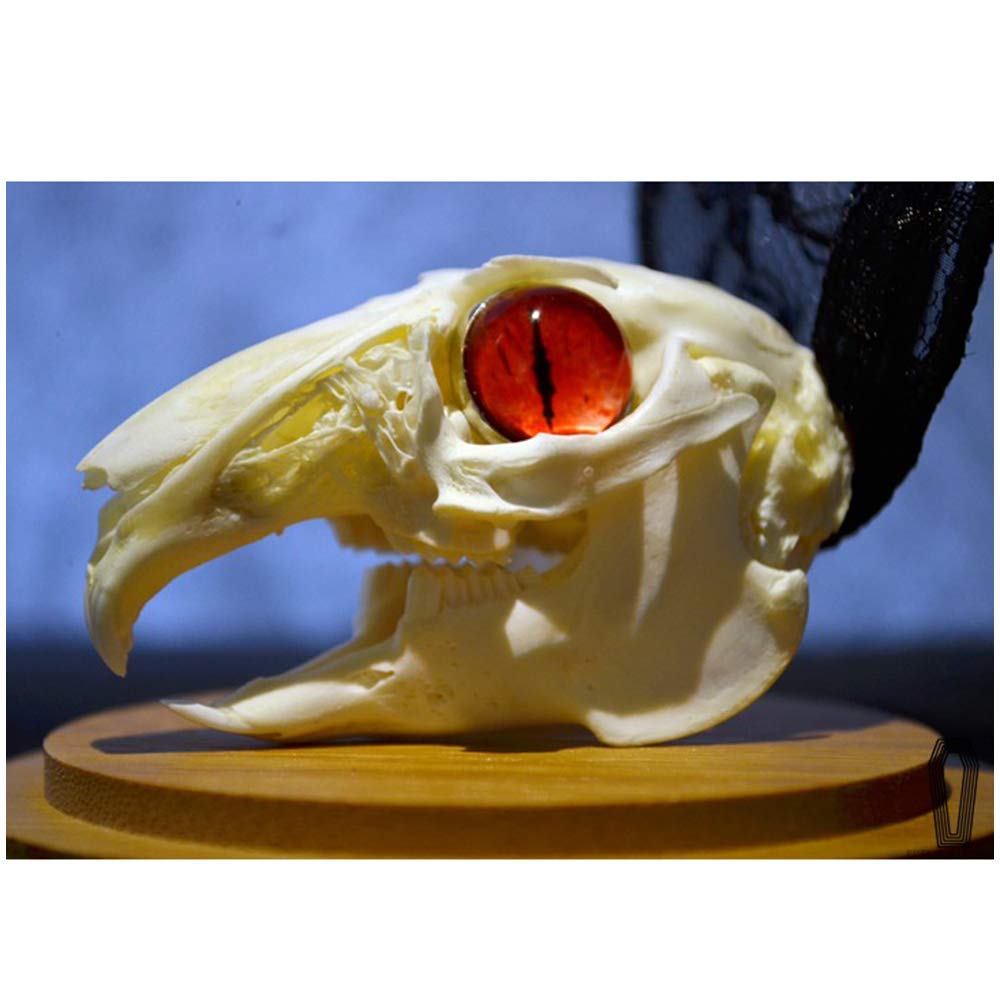 Amazon.co.jp: ウサギの頭蓋骨-ウサギの頭蓋骨標本-奇妙な目を持つ