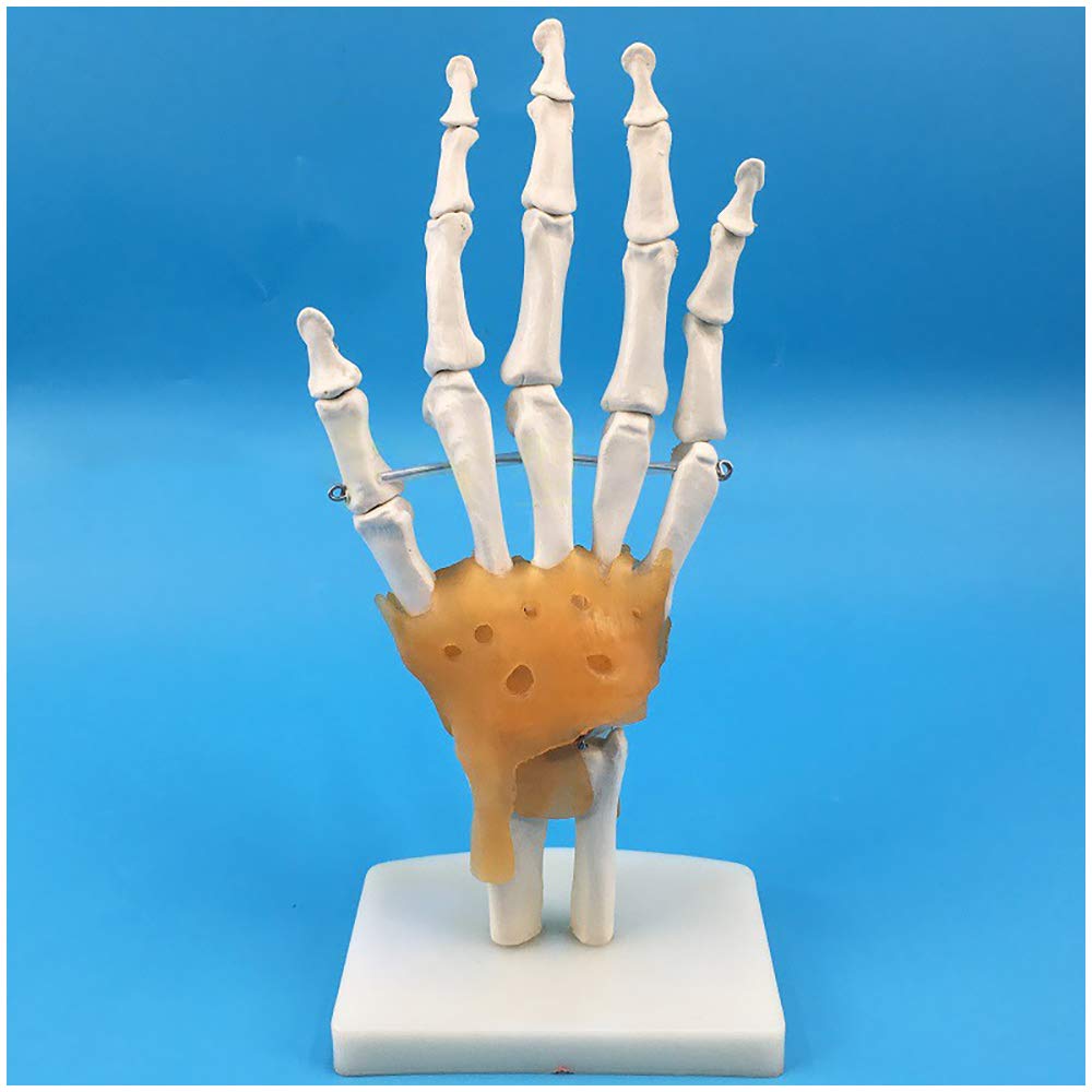 Sjdopulse Life Size Human Hand Bone Model - Hand Skeleton Model With Ligament - Medical Anatomy Hand Joint Model - For Study Display Medical Teaching Model,A