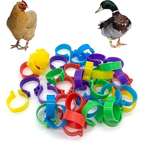 DHER Un paquet de 40 bracelets de cheville de volaille de 5 couleurs, anneau Anneaux de poulet Anneaux de volaille Bague Poule Anneaux des bracelets de...