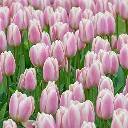 Fragantes Mezcla De Bulbos, FáCiles De Cultivar, Dobles Encantadoramente, De TulipáN, De TulipáN TulipáN Raro Flores, Gran vitalidadde Plantas, de plantación Multicolor-20bulbos-I