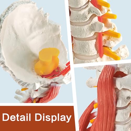 Image of EVOTECH SCIENTIFIC Cervical Spine Anatomical Model with Brainstem, Muscles, Thoracic Vertebrae & Nerves - Life-Size Human Neck Vertebrae Model for Medical Teaching, Chiropractic, and Anatomy Study