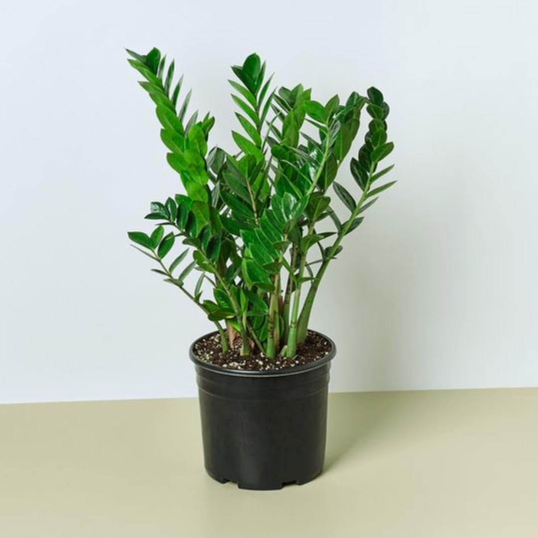 CAPPL Zamia ZZ Indoor Air Purifying Plant with Plastic Pot (Zamioculcas Zamiifolia) 3