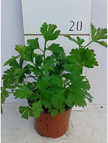 Perejil (Maceta 10,5 cm Ø) - Planta viva - Planta aromatica
