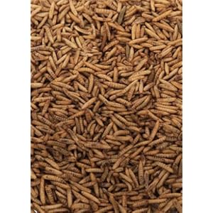 Maltbys’ Stores 1904 Limited Dried Calciworms 5kg Premium Wild Bird & Hedgehog Food Higher Calcium Than Mealworms