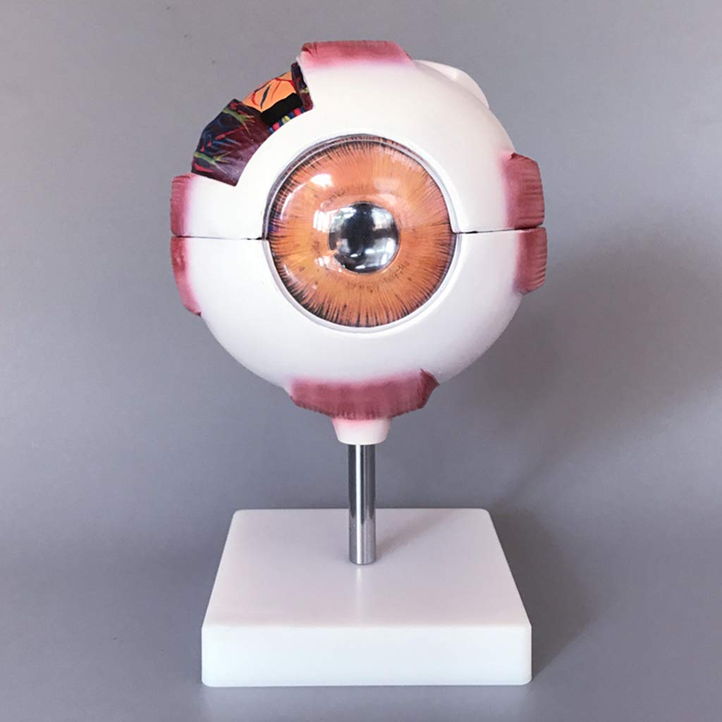 Menselijk Oog Anatomie Medisch Diagram Structuur Van Het Menselijk Oog 980832 3573