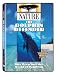 Nature: The Dolphin Defender