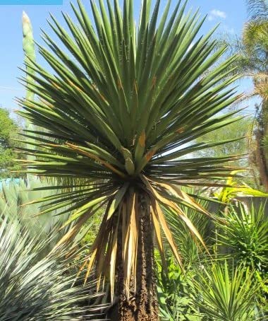【種子】Yucca Faxoniana◆ユッカ・ファクソニアーナ◎耐寒性が強く剣状の緑葉に白いフィラメントがとてもワイルドでカッコいい希少種◆種子5粒