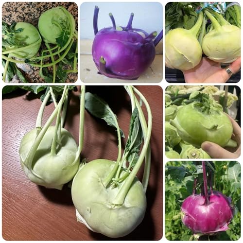 Semillas de colinabo, resistentes regalos sostenibles Comprar de invierno semillas de jardín 250pcs