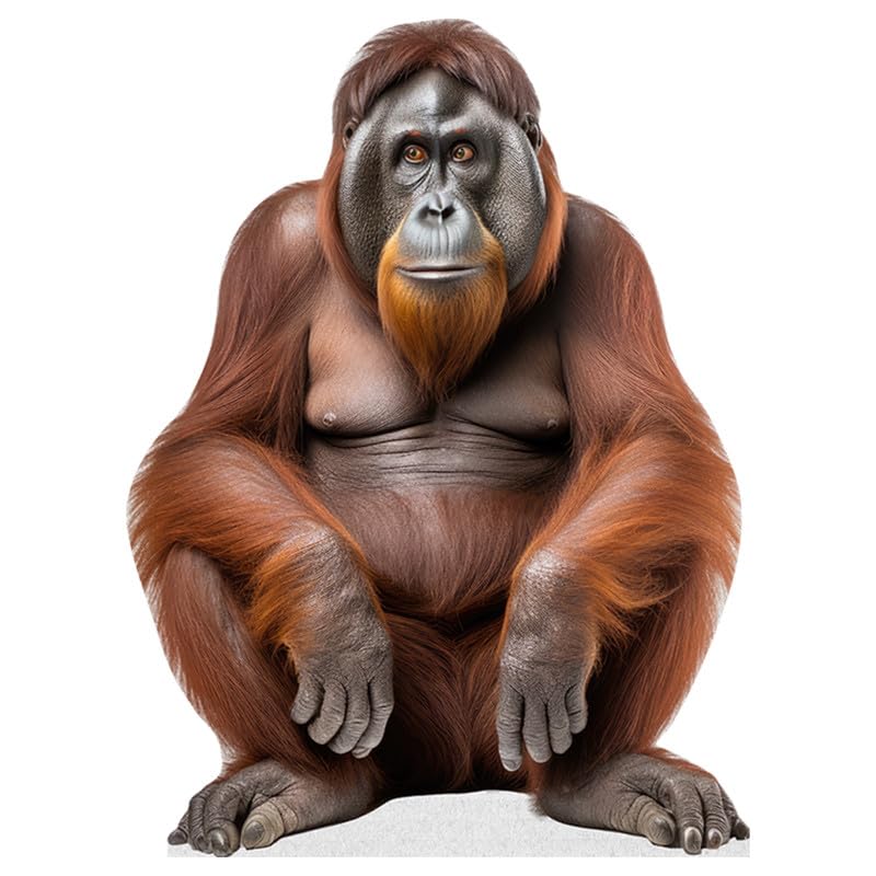 Orangutan - Life Size Cardboard Cutout Standup People with Support Standee | Animals -