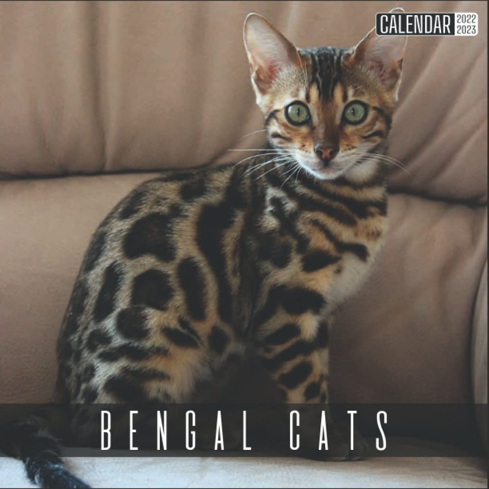 Buy Bengal Cats 2022 2023 Official Cats 2022, 18 Month Photo of Bengal Cats 2022 2023, Mini