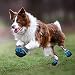 Jodsen Hundeschuhe, 4 STK wasserdichte Hundeschuhe mit reflektierenden Riemen Anti-Rutsch-Sohle Outdoor Pfotenschützer für kleine mittelgroße Hunde, Blau (M)