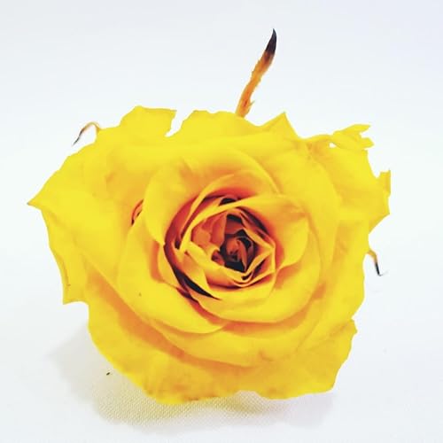 Miniatura 6 de Rosa Natural preservada (Amarillo)