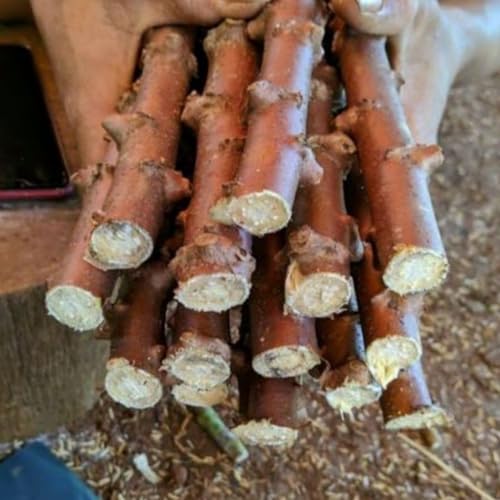5 Yuca Cuttings Plants Live, Thick Trunk Yuca Cassava Sweet