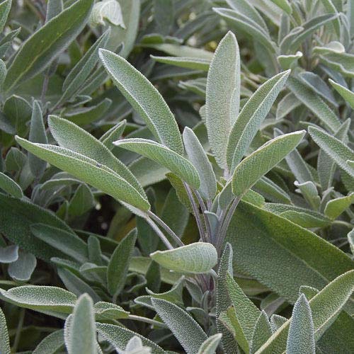 Gardenify India Green Fresh Sage Herb Seeds – 25 Non‑GMO Seeds | Fast Germination, Easy‑to‑Grow Culinary Sage for Pots & Kitchen Garden