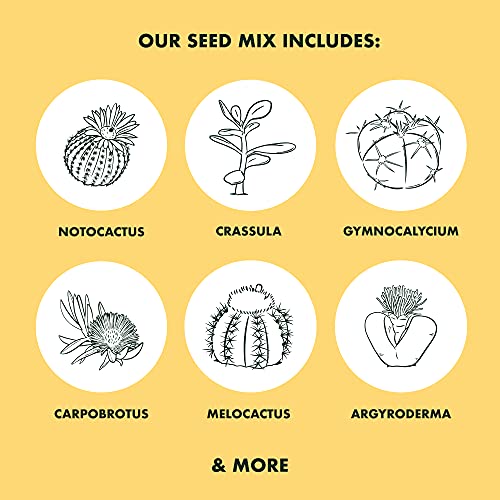 Cactus Succulent Seed Starter Kit - Indoor Garden Grow Kits, Seeds for Planting Mini Cactus Succulent Plants, Plant Markers, Soil, Pots, Wood Box - Fathers Day Gardening Gifts - Image 5