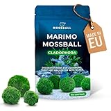 cladophora 💧 Faciles à Entretenir : Peuvent vivre plusieurs années avec un minimum de soins. Il suffit de changer l’eau toutes les 2 semaines et de les rouler doucement pour garder leur forme.