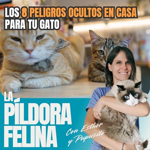 607. Los 8 PELIGROS OCULTOS EN CASA para tu gato