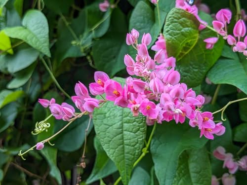 Pink Coral Vine - Antigonon Leptopus - Pack of 2 Live