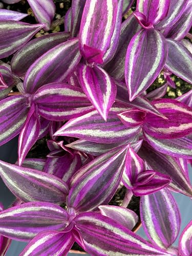 Pink Wandering Jew Live Plant - Tradescantia Pink Paradise Vibrant Foliage Indoor Houseplant Air Purifier Easy to Grow for Home and Office