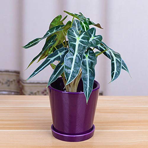 Shiningbaby 50pcs Black Leaf Alocasia Bonsai Tree Seeds Home Garden Decoration