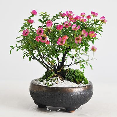 Amazon.co.jp: 盆栽妙 バラ(薔薇) ミニ盆栽 花 フラワーギフト : DIY