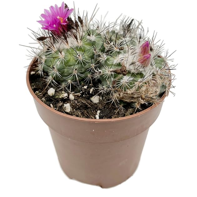 Turbinicarpus saueri ssp. nelissae - exotischer Kaktus im Ø 9 cm Topf - pflegeleichte Zimmerpflanze