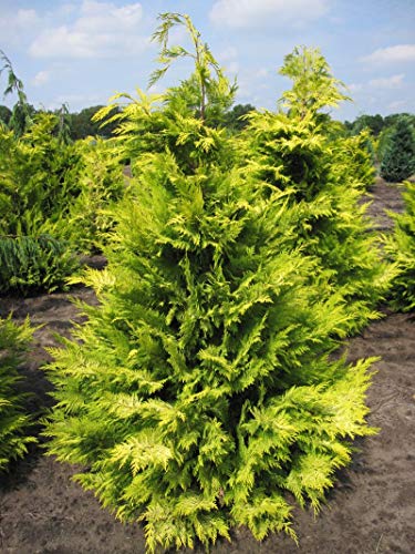 Chamaecyparis lawsoniana 'Golden Wonder' - gelbe Scheinzypresse 'Golden Wonder' 40-50