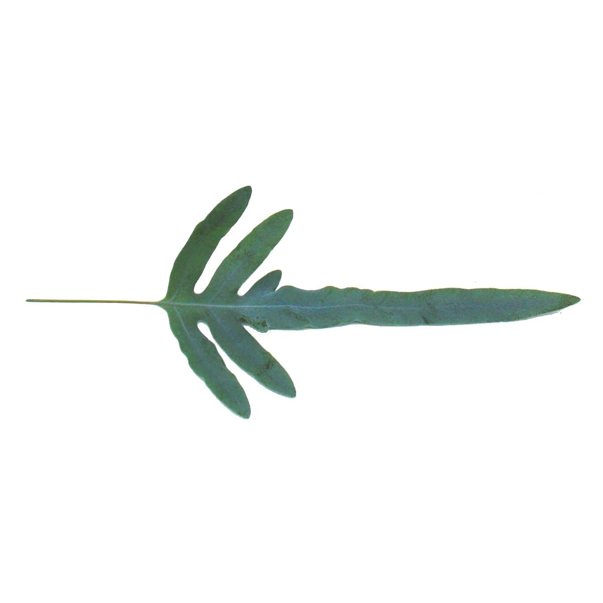 Fougère à taches dorées "Blue Star", Phlebodium aureum, 17cm