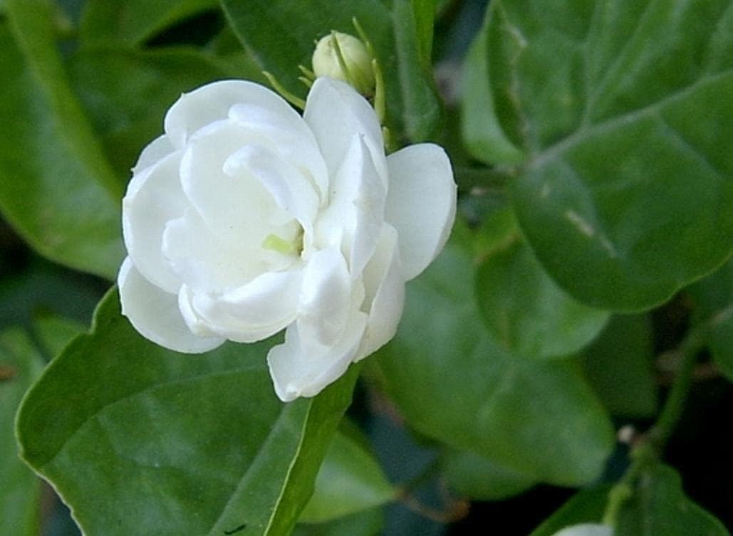 White Jasmine Seeds for Planting 30 Seeds Packet Patio