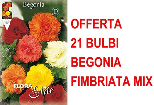 Offerta 21 Bulbi Begonia Fimbriata Mix Di Colori Bulbs Bulbes