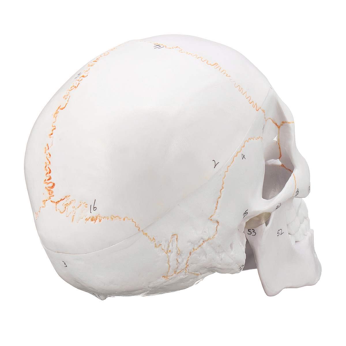 Schedel Menselijke Schedel Anatomie Hechtingen Menselijke Schedel Skelet