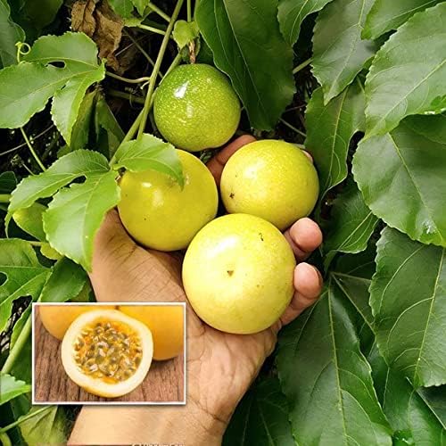 GreenWorld Purple Passion Fruit Sweet & Rare (Air Layered) Healthy