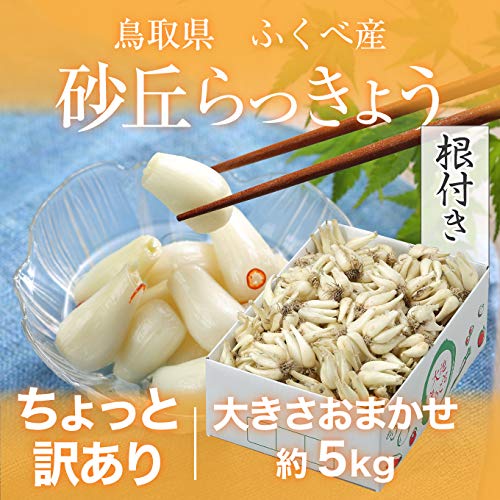 Amazon.co.jp: 根付き 砂丘らっきょう 訳あり 大きさおまかせ 約5kg