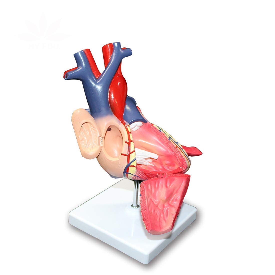 Model Edukacji Zdemontowany Anatomiczny Model Ludzkiego Serca Anatomia Medyczne Materiały Dydaktyczne, Modele