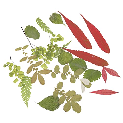 Hohopeti 1 Material De Gravação De Flores Secas Álbum De Recortes Folhas Prensadas Artesanato DIY Fo