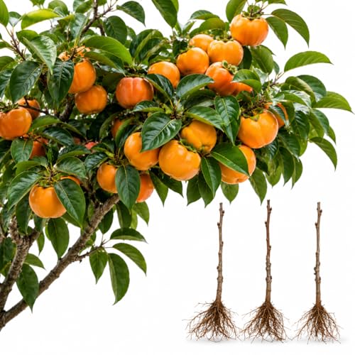 Live American Persimmon Tree Plants fpr Growing (12 Ft Tall) Sweet Fruit Bearing Trees Hardy Fast Growing Easy to Plant Perfect for Home Garden & Orchard - Well Rooted Saplings (2 Trees)