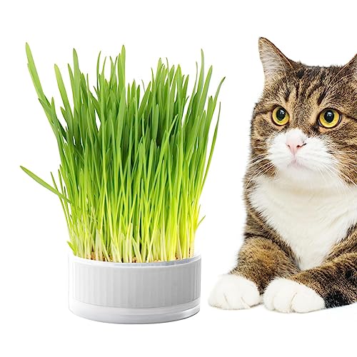 Caja de hierba para gatos, caja de hierba gatera de polipropileno, jardinera extraíble, caja de hierba sin tierra para gatos, perros y otras mascotas, ayuda a la digestión