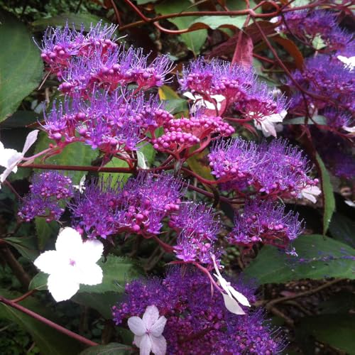 YouGarden Hydrangea 'Rosemary Foster', 3 x 9cm Pots, Purple Blue Flowers, Chocolate Leaves, Ready to Plant Shrubs