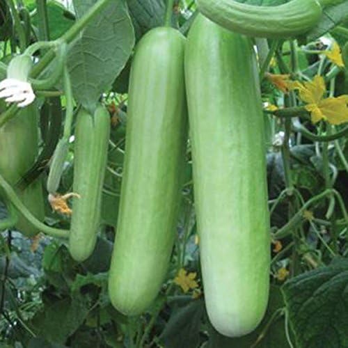 Kings Seeds - Cucumber Delistar F1 - 4 Seeds