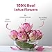 BLUE TEA - Pink Lotus Flower Tea - 1.40 Oz - 20 Cups | SUPER ANTIOXIDANT | Refreshing - Herbal Tea - Caffeine Free - Flower Based - Detox - Non Bitter - Non-GMO | Pet Jar Packaging