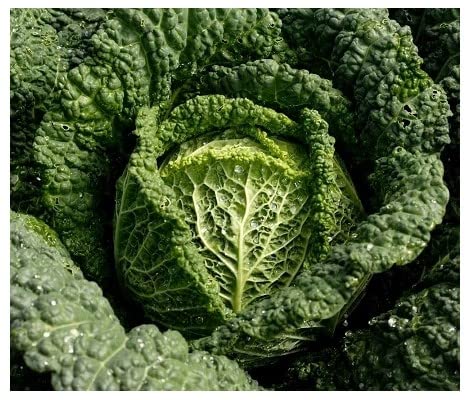 PREMIER SEEDS DIRECT - Savoy Cabbage VERTUS 2-2.5 GRAM ~ App