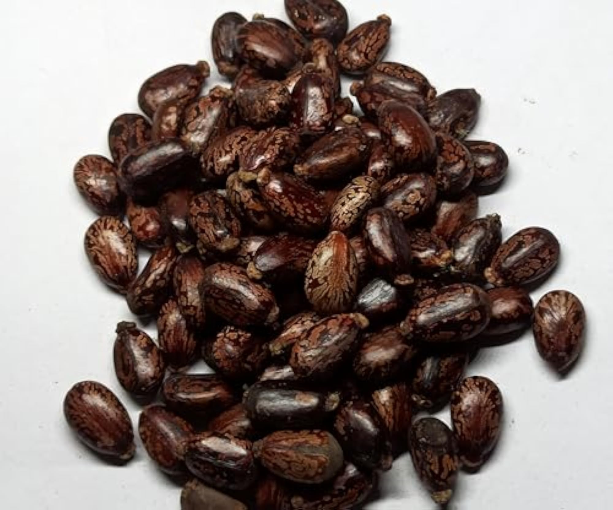 Kotta Muthu Castor Seeds, 50g