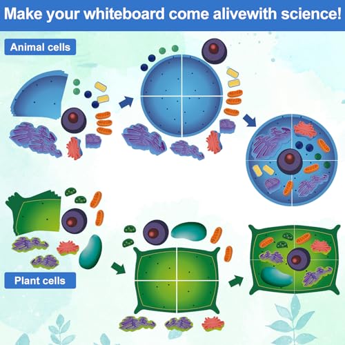 Image of 2 Set Magnetic Animal and Plant Cell Anatomy Biology Model Set