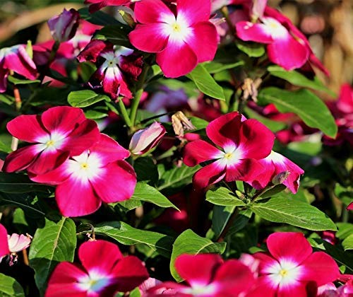 Gurveplantationi® Sadabahar Red Color Flower Plant Live with Black Plastic Pot. (B0B65M381T) Amazon Price History, Amazon Price Tracker