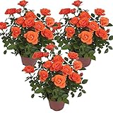 Bloomique