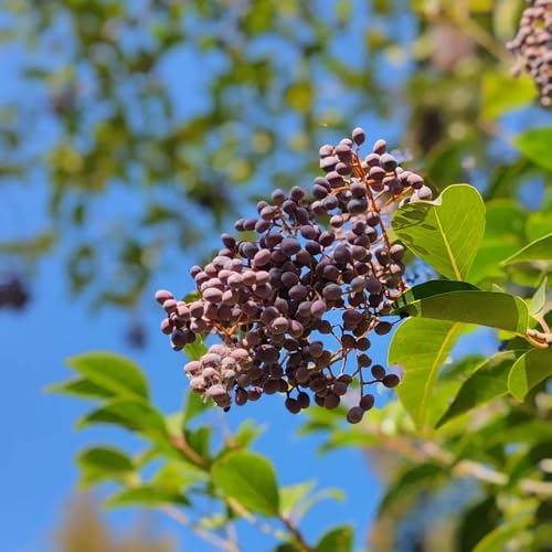 semillas de aligustre - perennes resistentes Decoración jardín 200pcs