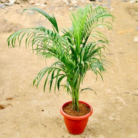 Bedroom Plants Areca Palm (~4 Ft) in 10 Inch Terracotta Red Classy Plastic Pot-image-12