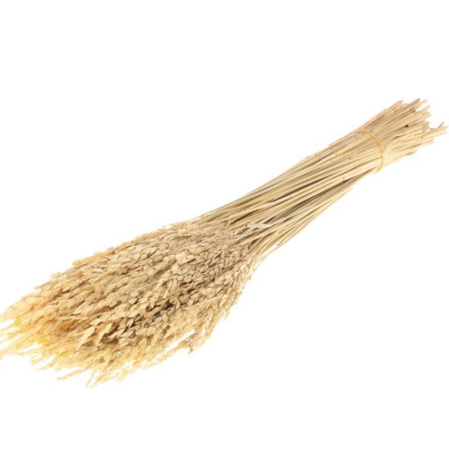 Ramo Seco de Espigas de Arroz el Detalle Natural que Tu Espacio Necesita