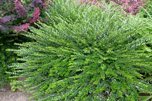 Lonicera pileata 20–30 cm – Winterhart, Immergrün, Pflegeleicht – Kriech-Heckenkirsche – Bodendecker für Garten & Beet